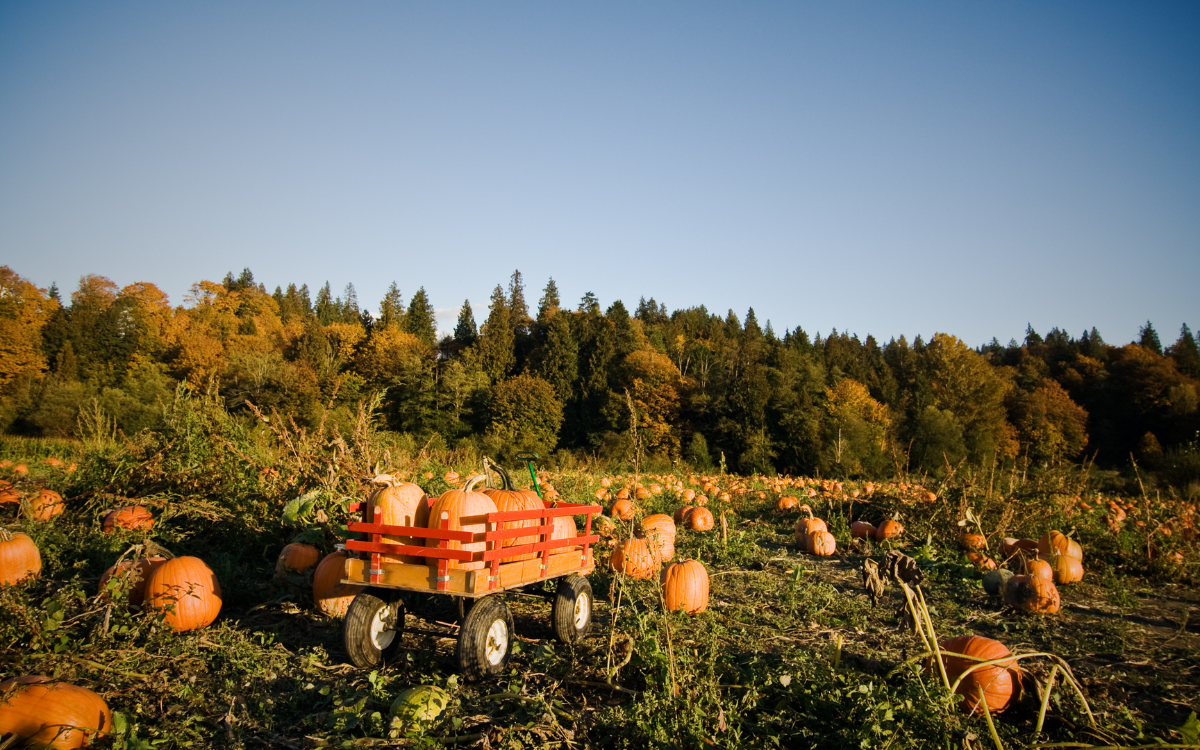 Best Fall Festivals, Farmers’ Markets, Pumpkin Patches & Events Near Salem, MO